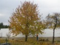 /album/upravy-na-pozemku-2010-2011/pb050392-jpg1/